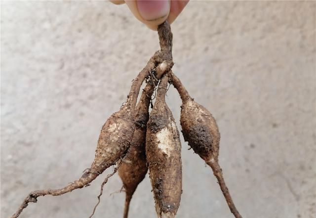 致富种植凉薯图片_凉薯种植致富_种植凉薯视频