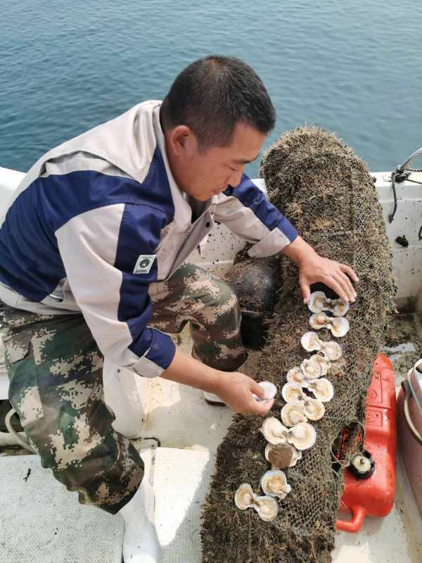 大连长海县：扇贝养殖带动海岛村民致富