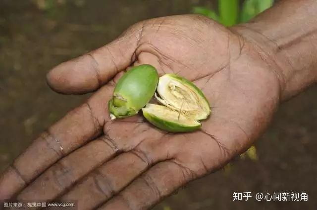 海南高产种植槟榔技术视频_海南槟榔高产种植技术_海南高产种植槟榔技术条件