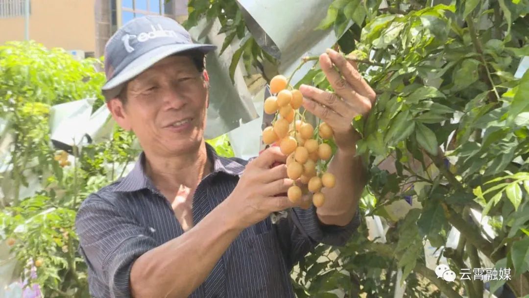 种植黄皮果的前景_种黄皮果一般有什么病_黄皮果种植致富