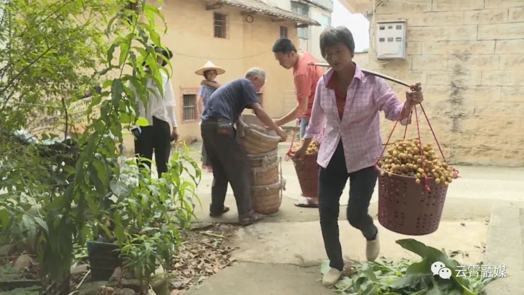 种黄皮果一般有什么病_种植黄皮果的前景_黄皮果种植致富