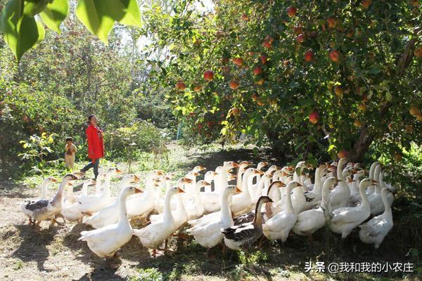 鹅养殖果土园技术要求_果园土鹅养殖技术_鹅养殖果土园技术方案