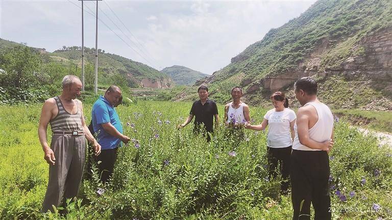 农村种植药材致富项目_乡村种植中药致富_中药材种植致富