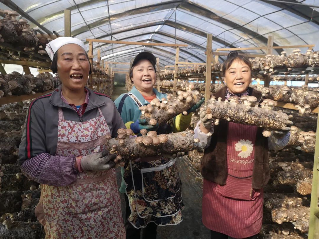 【丰收】平坝区高寨香菇基地：百万棒香菇丰收采摘忙