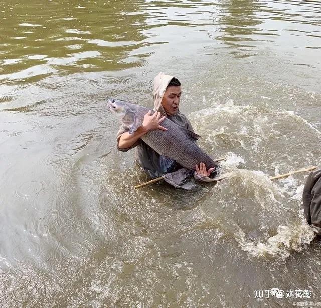 养殖致富经_致富 加工与养殖_致富养殖项目