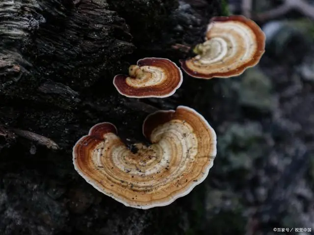 香菇种植技术与成本_四川最大香菇种植技术_四川香菇种植基地