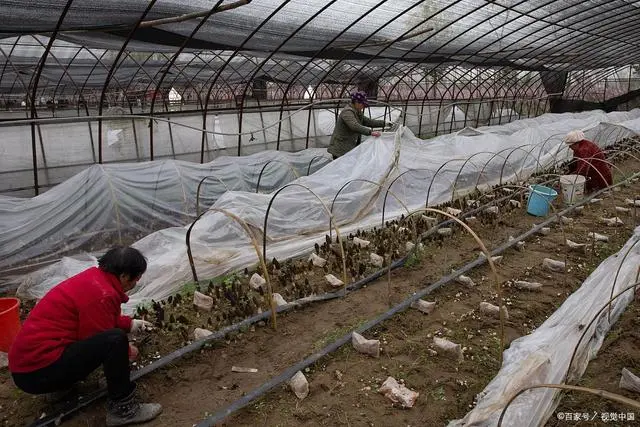 四川香菇种植基地_香菇种植技术与成本_四川最大香菇种植技术