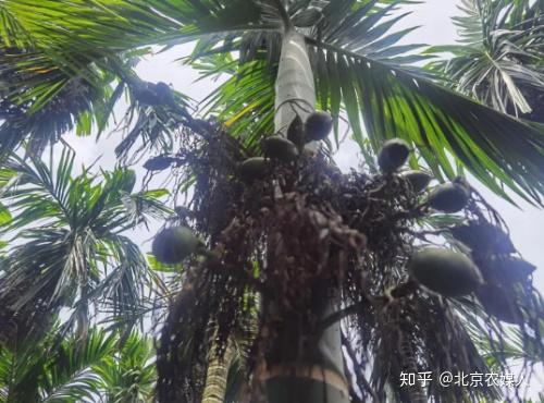 海南高产种植槟榔技术视频_海南槟榔高产种植技术_海南高产种植槟榔技术要求