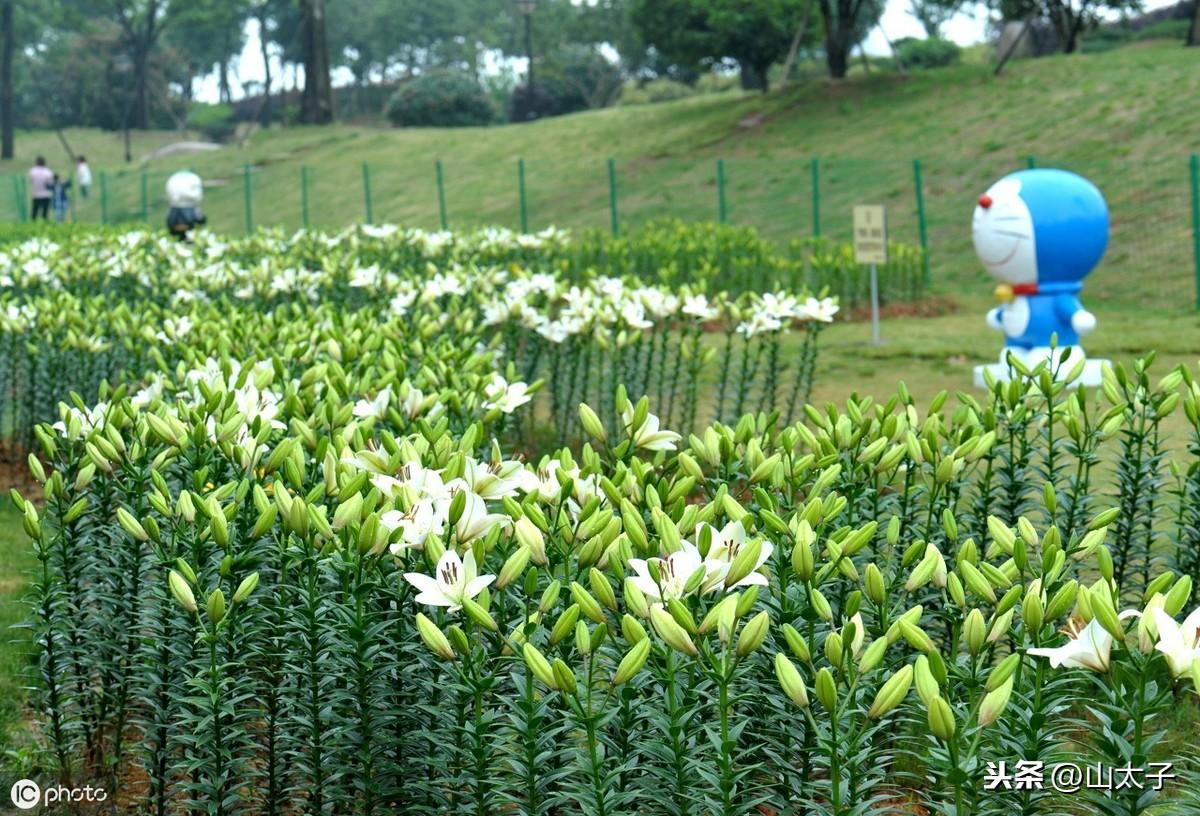 视频百合致富种植教程_致富经百合种植视频_种植百合的视频