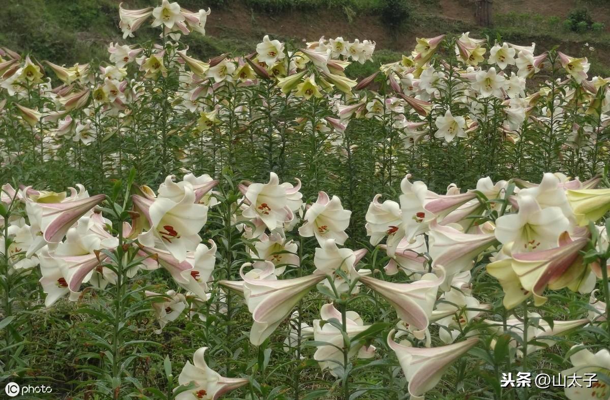 致富经百合种植视频_视频百合致富种植教程_种植百合的视频