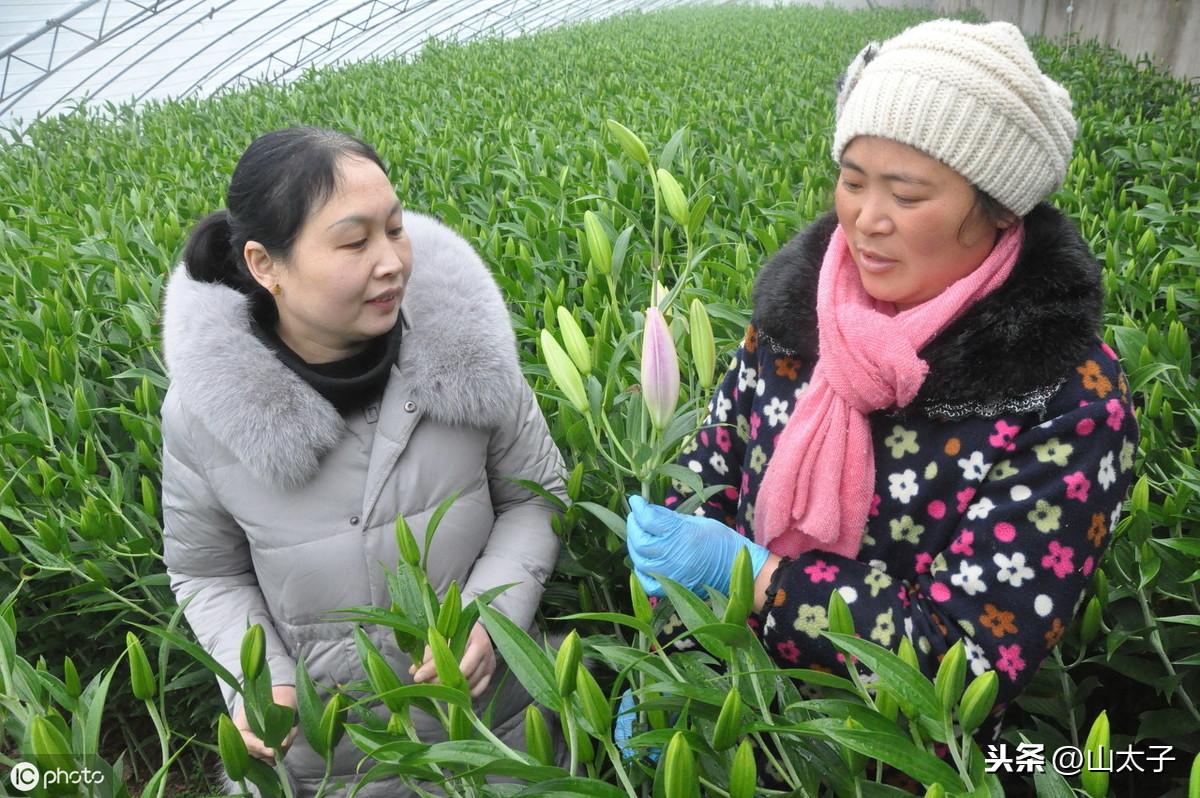 种植百合的视频_视频百合致富种植教程_致富经百合种植视频