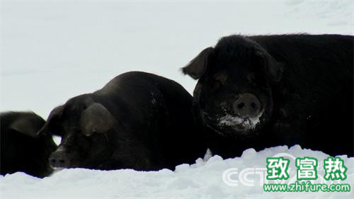 致富经魏树波是哪一期_魏树人老六路_致富经魏树波