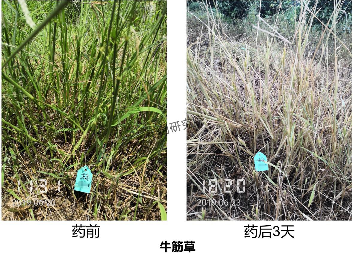 果园土鹅养殖技术_果园养鹅视频_果园林下养鹅技术