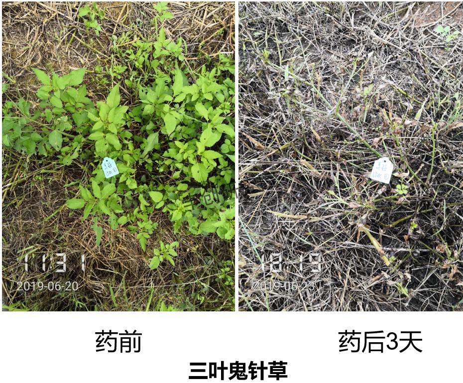 果园养鹅视频_果园林下养鹅技术_果园土鹅养殖技术