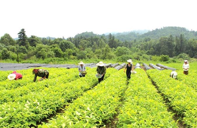 一人富不算富，他帮助村里人每户都要变成“万元户”