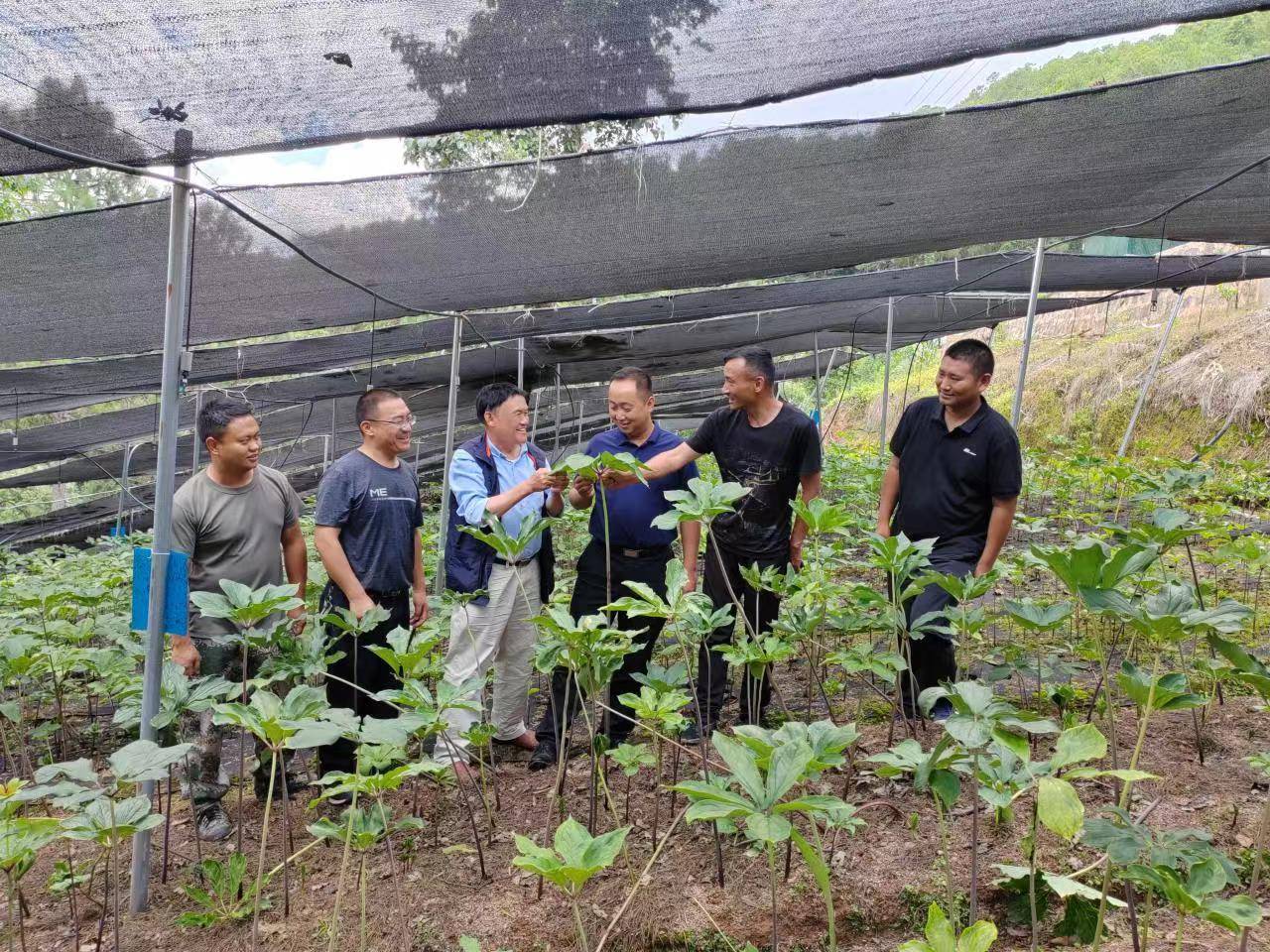 种植重楼是不是骗局_致富经重楼种植视频_种植重楼技术