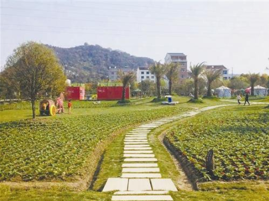 垃圾堆填区变身“致富花海”  路桥花海的蜕变之路