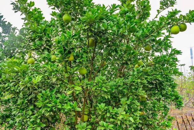 种植柚子致富词_柚子种植的优点和缺点_致富柚子种植词语有哪些