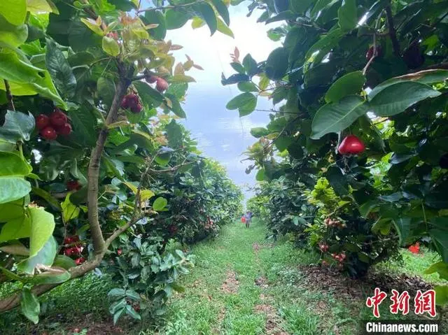 海南莲雾有哪些品种_海南莲雾种植技术_海南种植技术莲雾技术要求