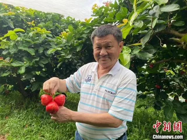 海南种植技术莲雾技术要求_海南莲雾种植技术_海南莲雾有哪些品种