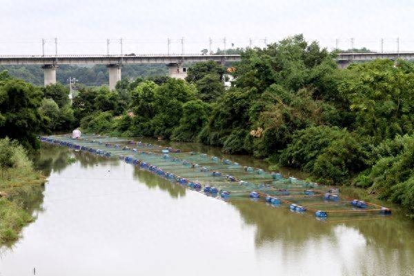 有潜力的养殖项目——河道养鱼，致富新招