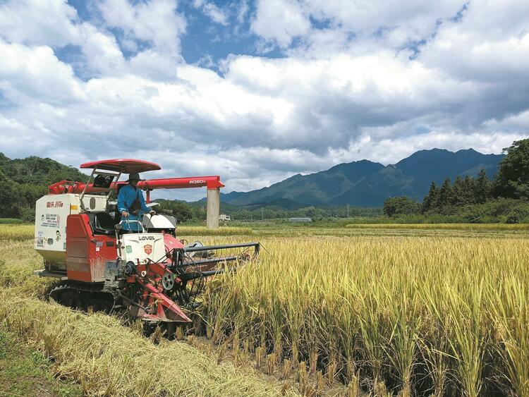 广东多地引进新稻种拓宽农民增收致富路