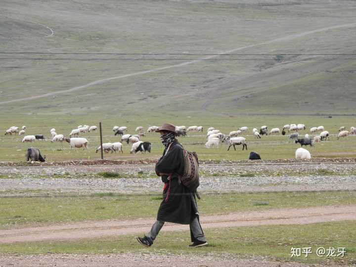 鸭子养殖视频教程_鸭子养殖场技术视频_视频鸭子养殖技术大全