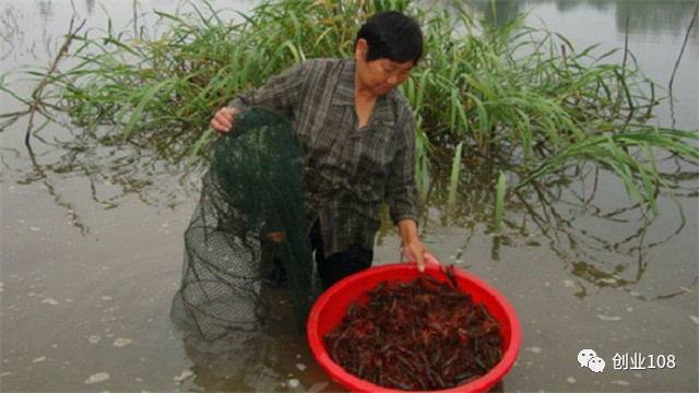 视频龙虾养殖技术教程_龙虾怎样养殖视频播放_养殖龙虾的技术和视频