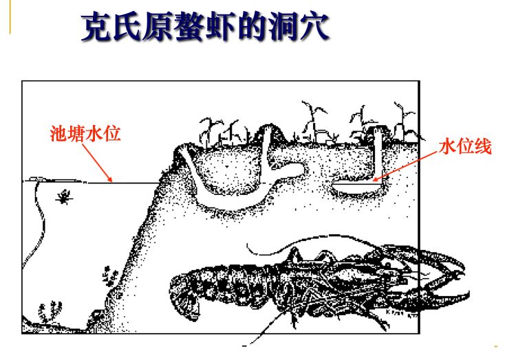 视频龙虾养殖技术大全_视频龙虾养殖技术教学_养殖龙虾的技术和视频