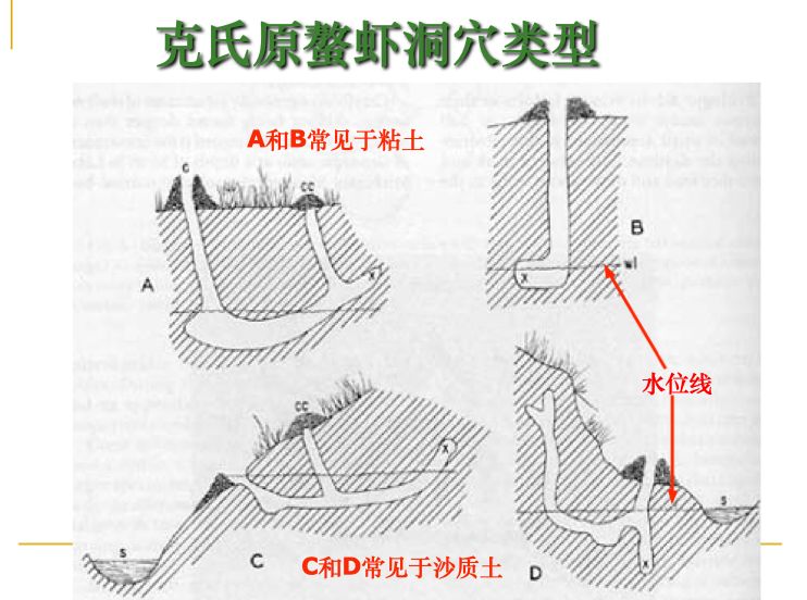 视频龙虾养殖技术大全_养殖龙虾的技术和视频_视频龙虾养殖技术教学