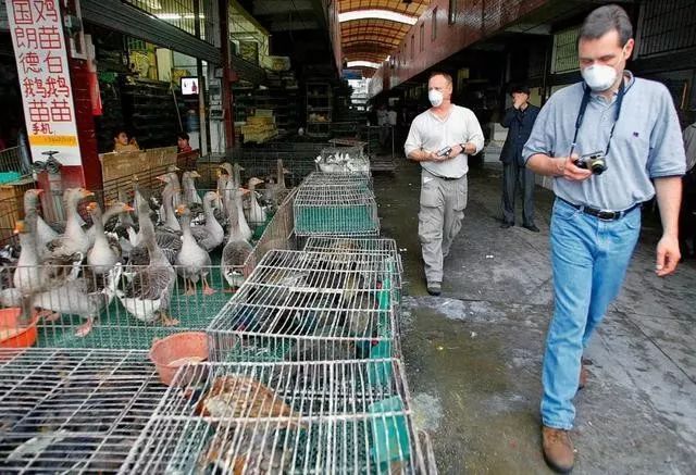 养殖技术赤麻鸭视频_赤麻鸭养殖技术_赤麻鸭苗