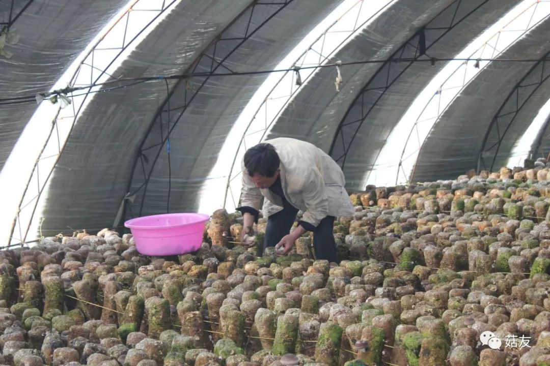 种植香菇的视频_如何种植香菇视频播放_种植香菇技术方法视频