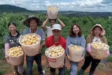 致富经培育人参果梨_观果盆景培育造型与养护_人参果致富经