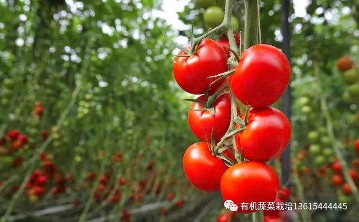 农业种植西红柿栽培技术_栽培西红柿种植农业技术与管理_西红柿栽培