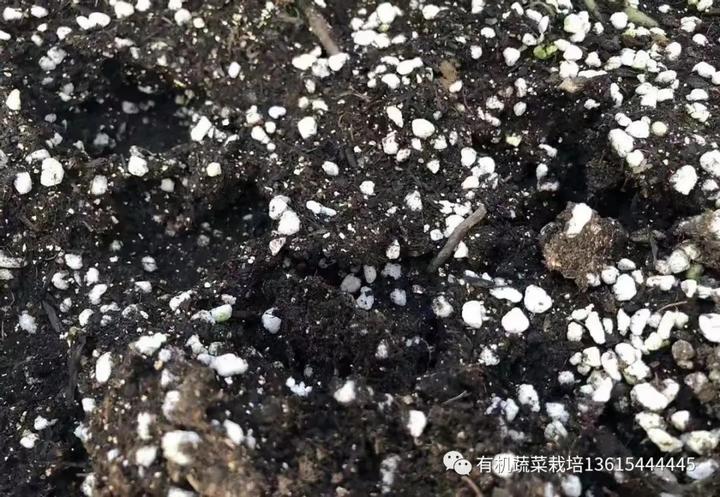 农业种植西红柿栽培技术_西红柿栽培_栽培西红柿种植农业技术与管理