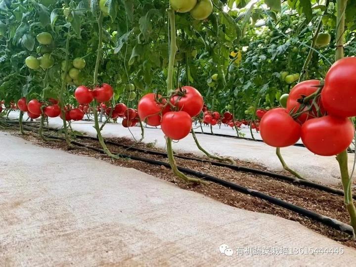 西红柿栽培_农业种植西红柿栽培技术_栽培西红柿种植农业技术与管理