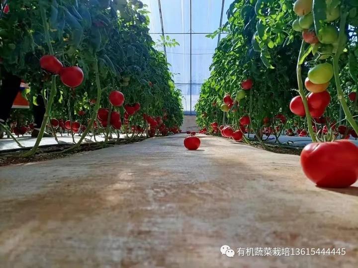 西红柿栽培_农业种植西红柿栽培技术_栽培西红柿种植农业技术与管理