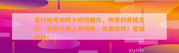 茶叶地养鸡鸭子好吗图片，神奇的养殖方式：在茶叶地上养鸡鸭，效果如何？看图揭晓！