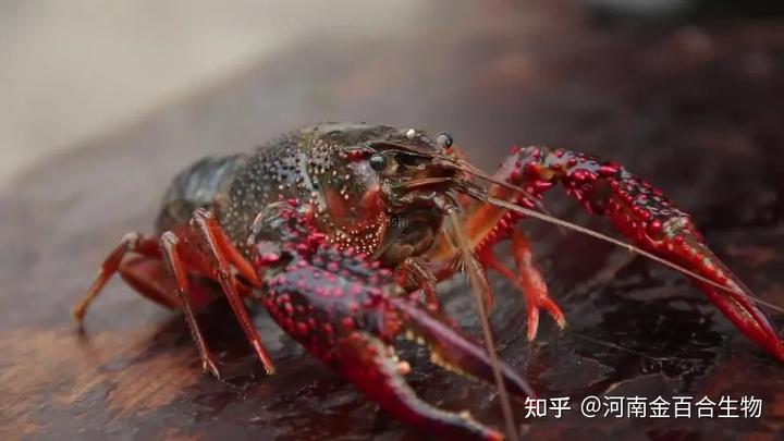 南京养龙虾的基地_南京龙虾养殖基地地址_南京小龙虾养殖技术