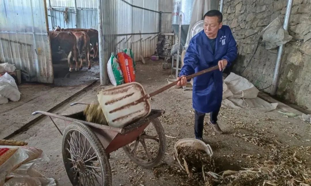 农村致富养殖项目_草地养殖致富新闻_浙江养殖澳洲龙虾致富