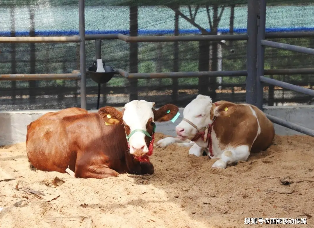 云南肉牛养殖技术_云南肉牛养殖政策_养殖云南肉牛技术要求