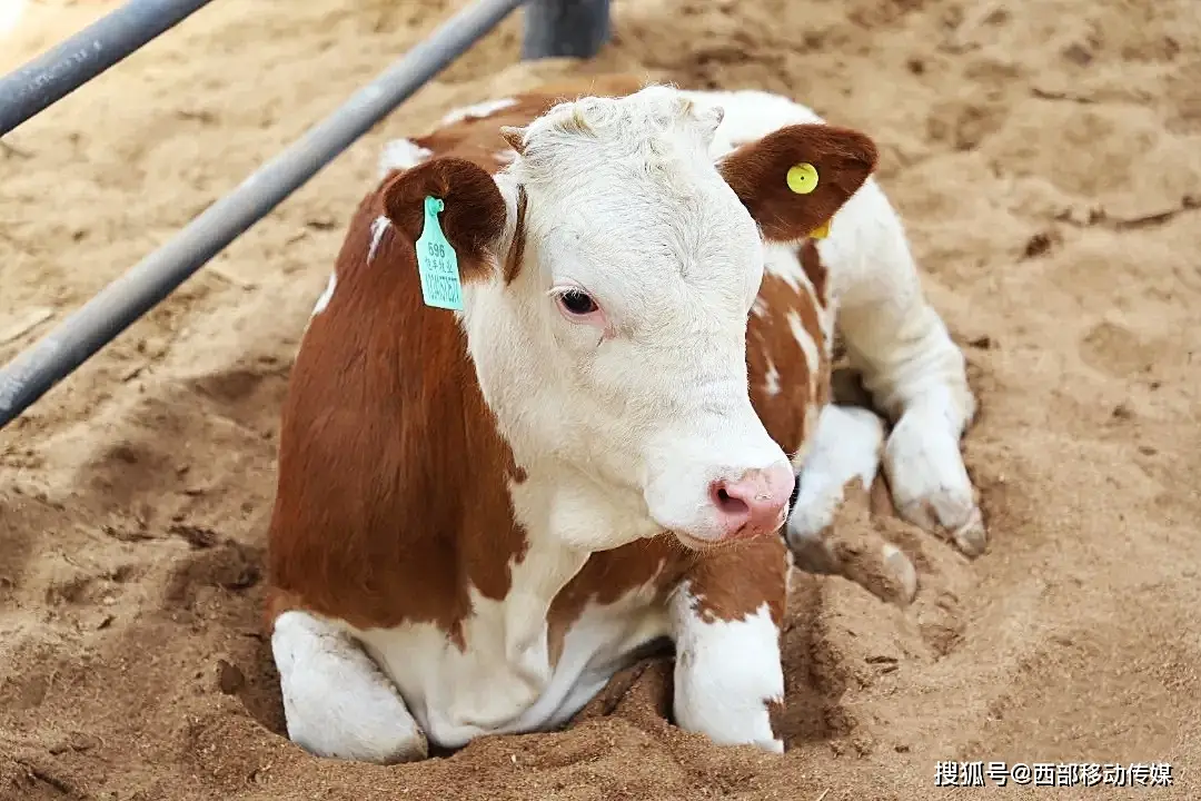 云南肉牛养殖技术_养殖云南肉牛技术要求_云南肉牛养殖政策