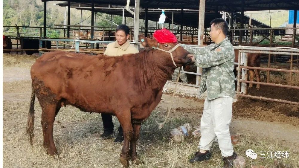 云南肉牛养殖技术_养殖云南肉牛技术要求_养殖云南肉牛技术与管理