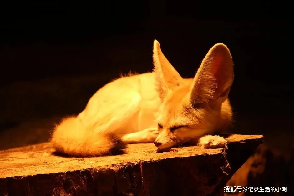优质娱乐回答经验领域的问题_娱乐领域优质回答经验_优质娱乐领域创作者收益