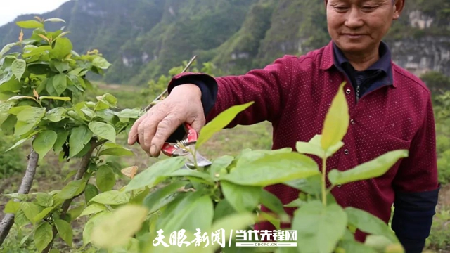 樱桃产业：铺就增收致富路