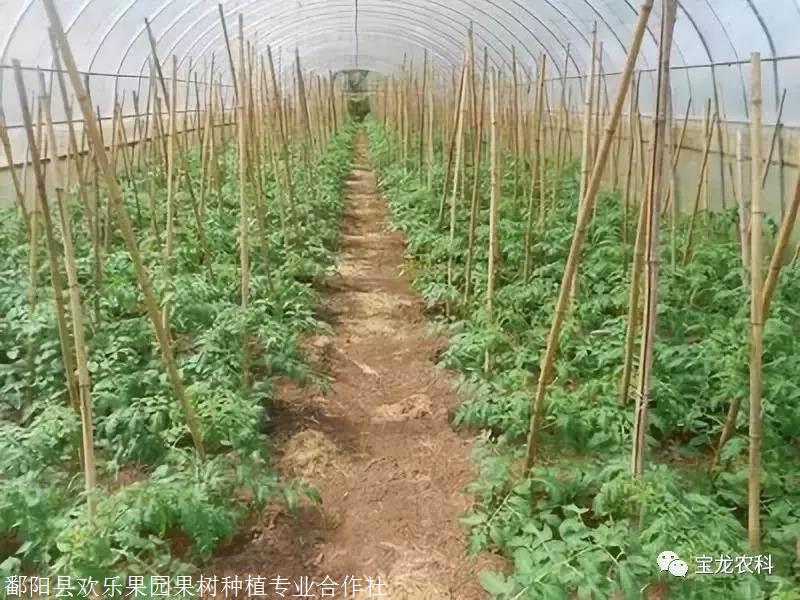 北京黑番茄种植技术_黑番茄种植前景_番茄种植黑北京技术怎么样