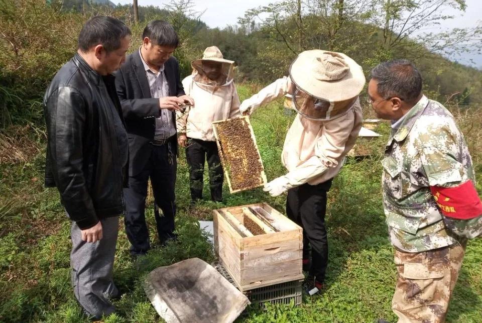 蜜蜂养殖致富增收_蜜蜂养殖收益_蜜蜂致富养殖增收方法