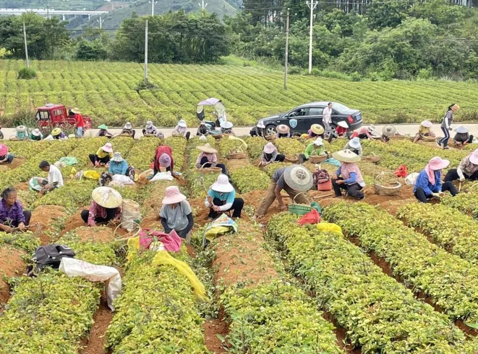 都匀：念好致富经 土地“参”黄金