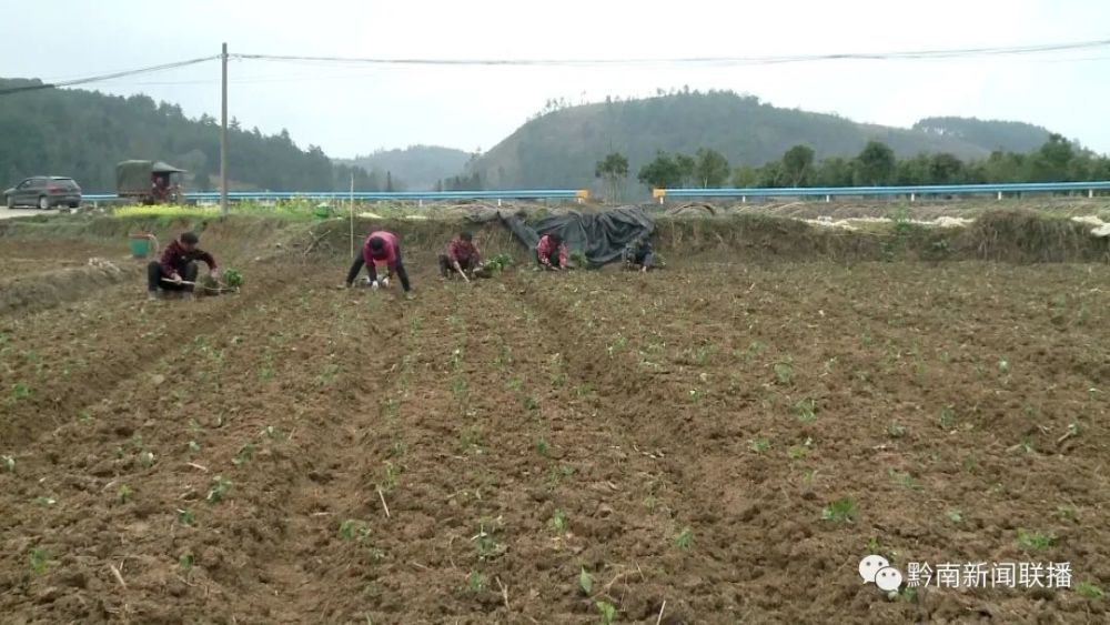 种太子参前景如何_太子参种植成为群众致富_太子参种植成本及利润