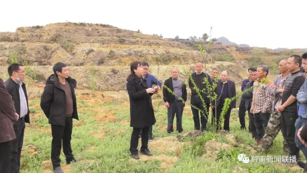 种太子参前景如何_太子参种植成为群众致富_太子参种植成本及利润